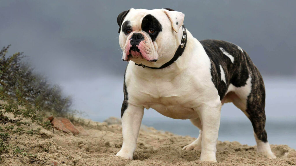 Bulldog