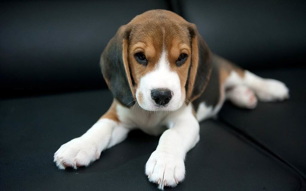 Beagle