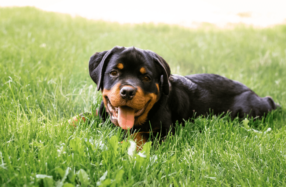 Rottweiler