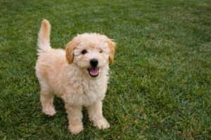 F1B Goldendoodle