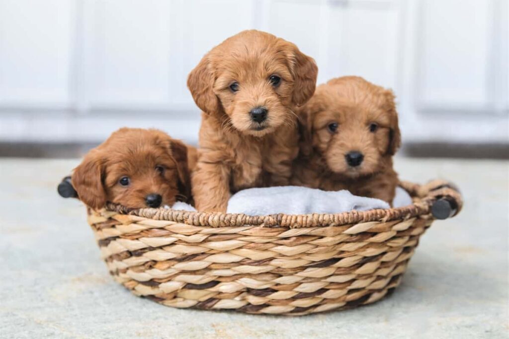 Mini Goldendoodles