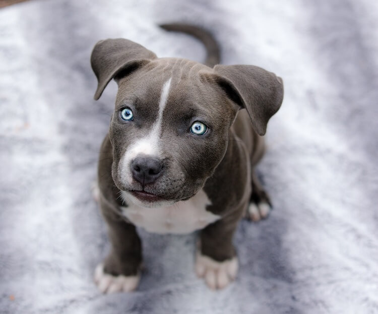 Blue Nose Pitbull
