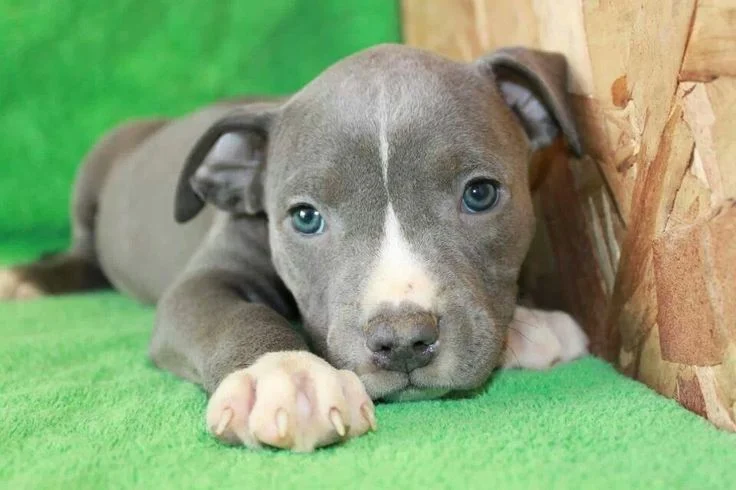 blue nose pitbull