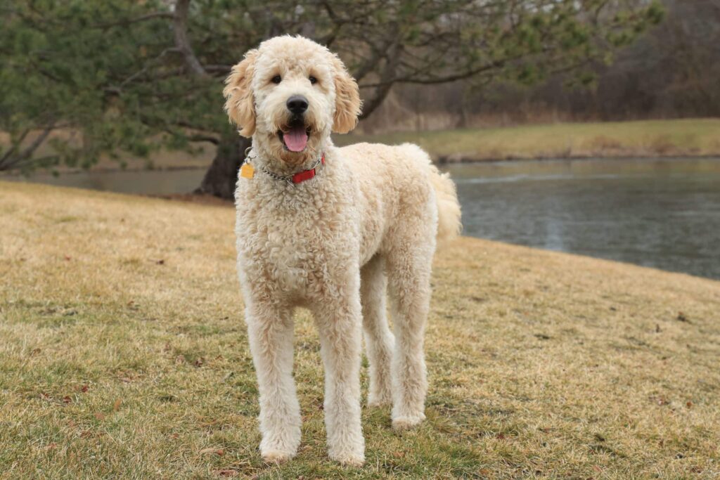 F1B Goldendoodle