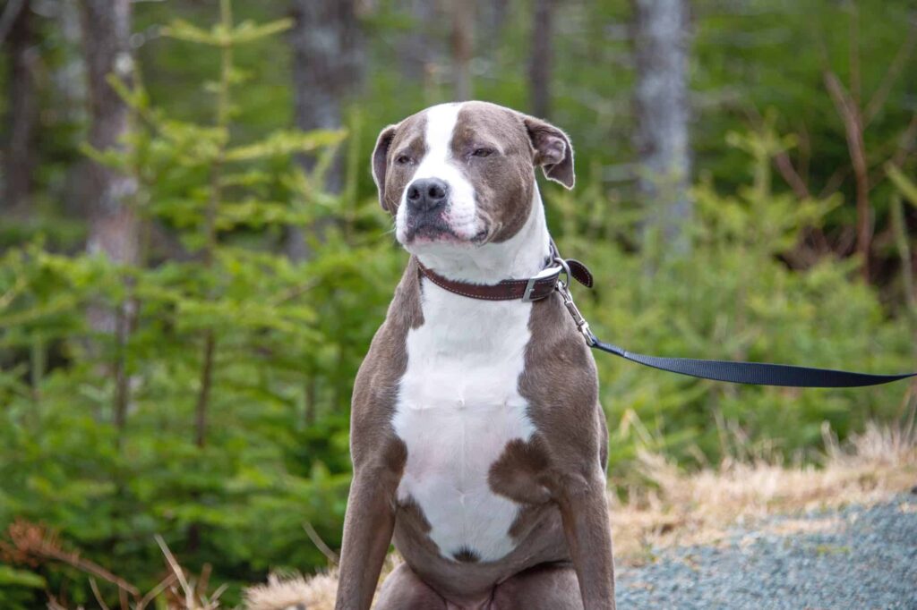 blue nose pitbull