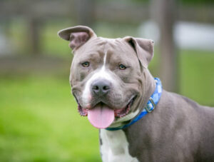 Blue Nose Pitbull